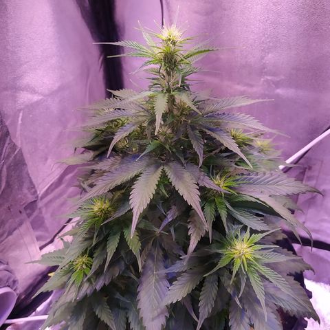 Cream Mandarine XL Auto growlog timeline photo
