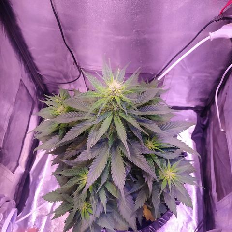 Cream Mandarine XL Auto growlog timeline photo