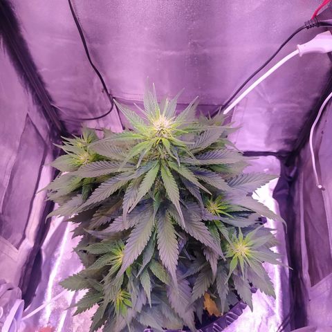 Cream Mandarine XL Auto growlog timeline photo