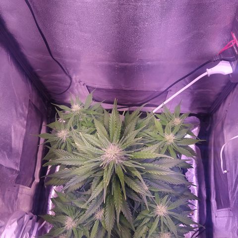 Cream Mandarine XL Auto growlog timeline photo
