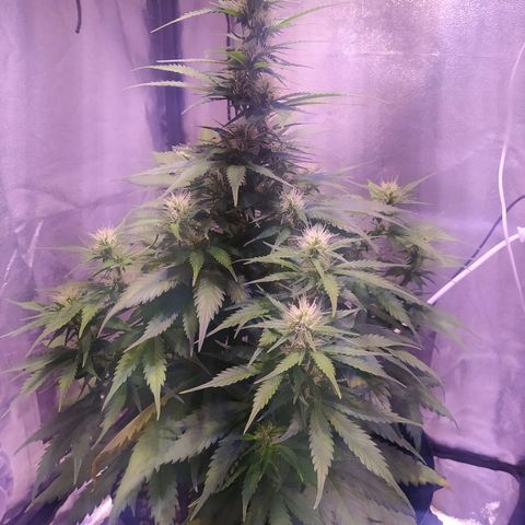 Cream Mandarine XL Auto growlog timeline photo