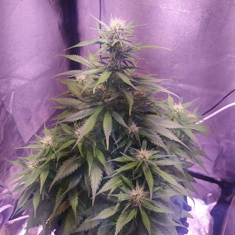 Cream Mandarine XL Auto growlog timeline photo