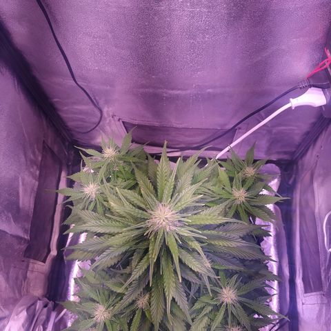 Cream Mandarine XL Auto growlog timeline photo