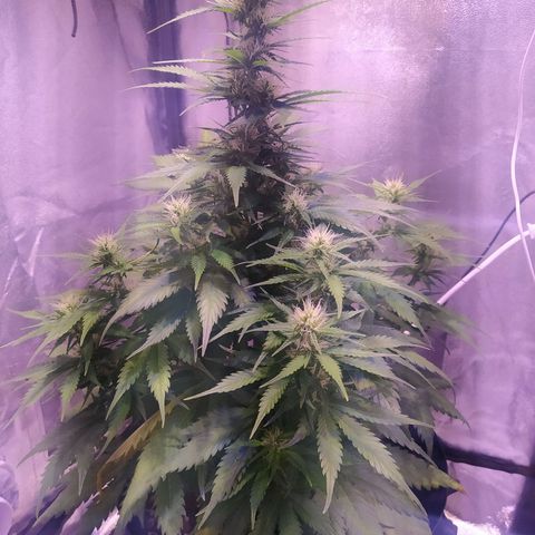 Cream Mandarine XL Auto growlog timeline photo