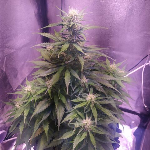 Cream Mandarine XL Auto growlog timeline photo