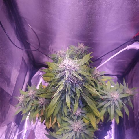 Cream Mandarine XL Auto growlog timeline photo