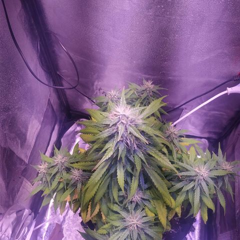 Cream Mandarine XL Auto growlog timeline photo