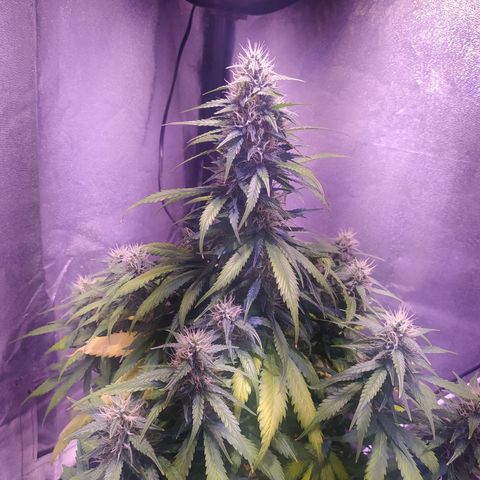 Cream Mandarine XL Auto growlog timeline photo