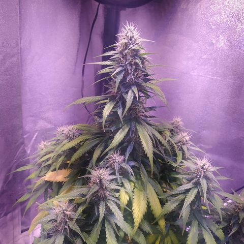 Cream Mandarine XL Auto growlog timeline photo