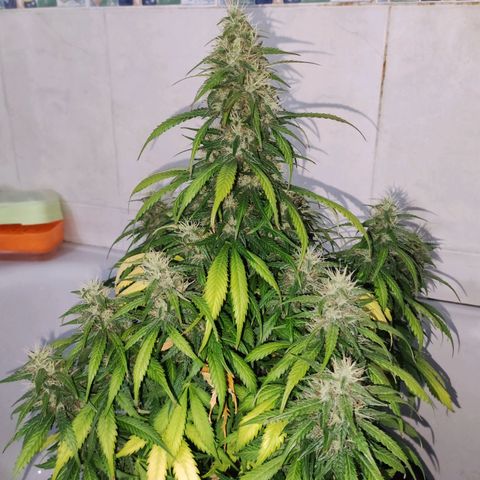 Cream Mandarine XL Auto growlog timeline photo