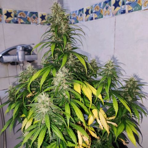 Cream Mandarine XL Auto growlog timeline photo