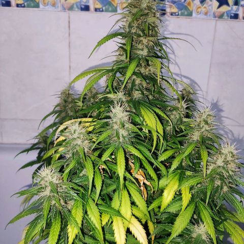 Cream Mandarine XL Auto growlog timeline photo