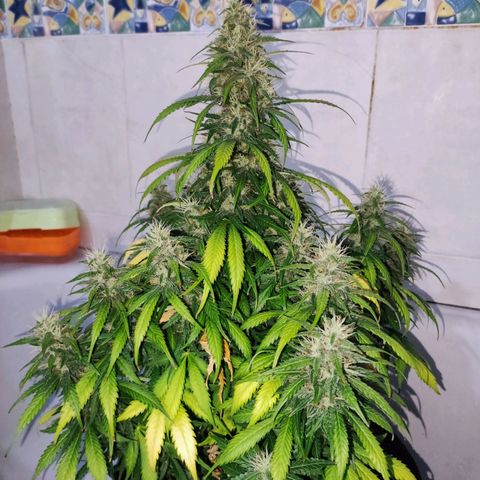 Cream Mandarine XL Auto growlog timeline photo