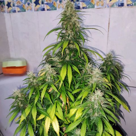 Cream Mandarine XL Auto growlog timeline photo