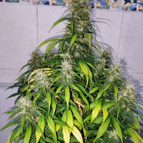 Cream Mandarine XL Auto growlog timeline photo