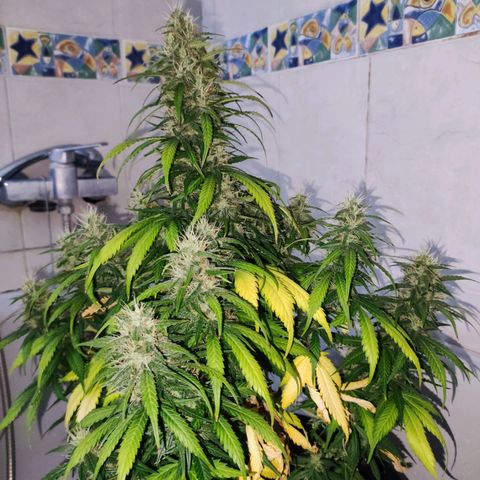 Cream Mandarine XL Auto growlog timeline photo
