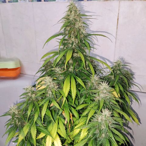 Cream Mandarine XL Auto growlog timeline photo