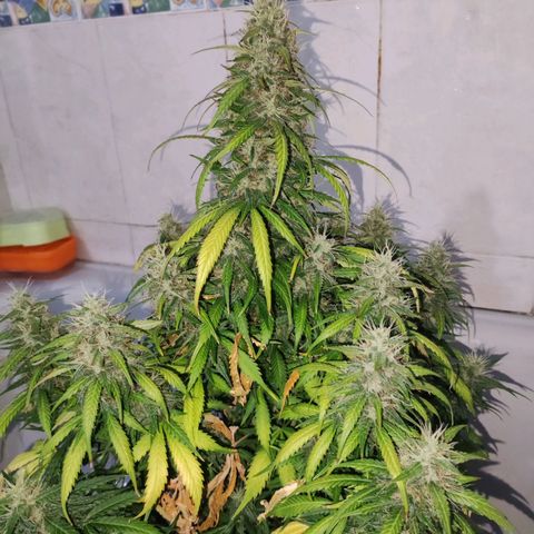 Cream Mandarine XL Auto growlog timeline photo