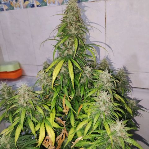 Cream Mandarine XL Auto growlog timeline photo