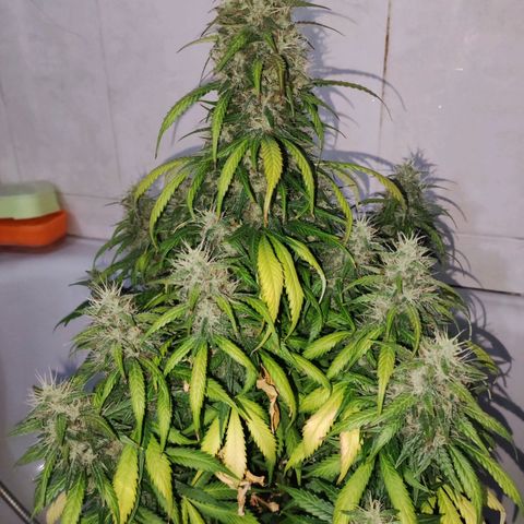 Cream Mandarine XL Auto growlog timeline photo