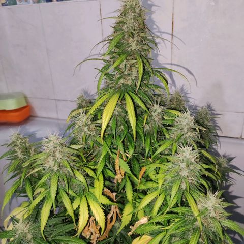 Cream Mandarine XL Auto growlog timeline photo