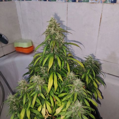 Cream Mandarine XL Auto growlog timeline photo