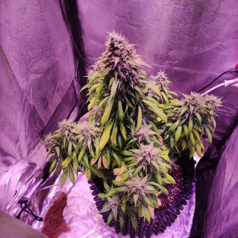 Cream Mandarine XL Auto growlog timeline photo