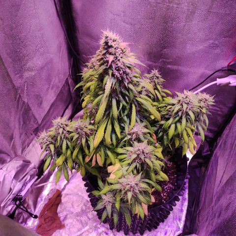 Cream Mandarine XL Auto growlog timeline photo