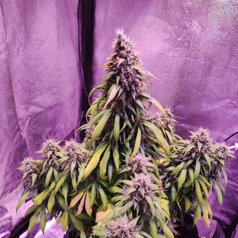 Cream Mandarine XL Auto growlog timeline photo