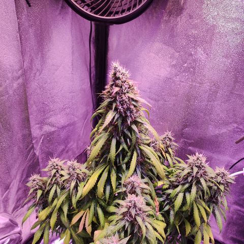Cream Mandarine XL Auto growlog timeline photo