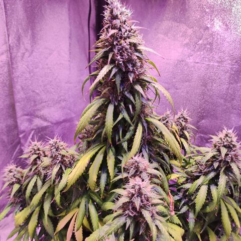 Cream Mandarine XL Auto growlog timeline photo