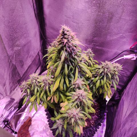 Cream Mandarine XL Auto growlog timeline photo