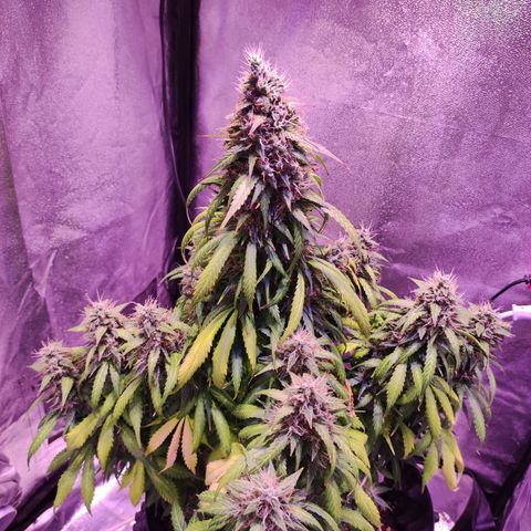 Cream Mandarine XL Auto growlog timeline photo