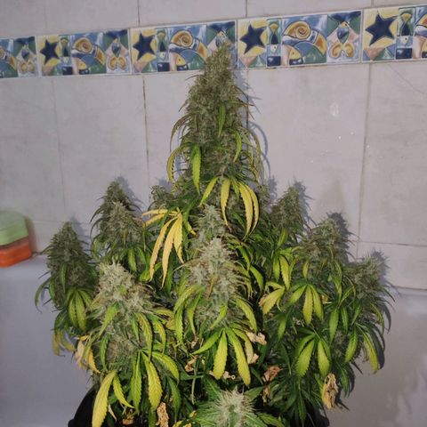 Cream Mandarine XL Auto growlog timeline photo