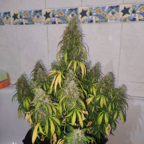 Cream Mandarine XL Auto growlog timeline photo