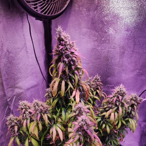 Cream Mandarine XL Auto growlog timeline photo