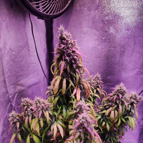 Cream Mandarine XL Auto growlog timeline photo