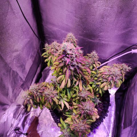 Cream Mandarine XL Auto growlog timeline photo
