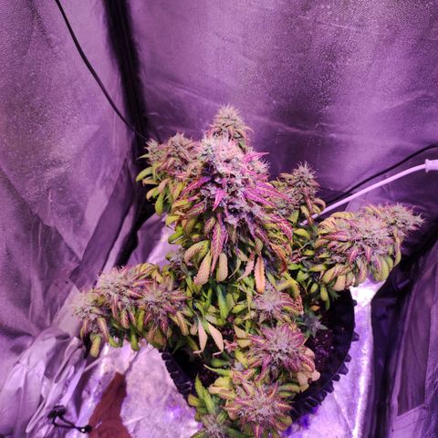 Cream Mandarine XL Auto growlog timeline photo