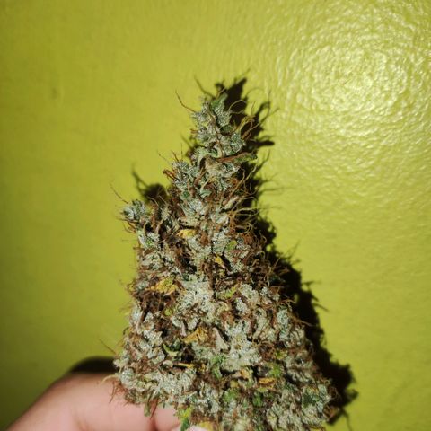 Cream Mandarine XL Auto growlog timeline photo