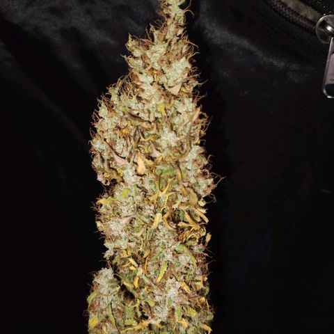 Cream Mandarine XL Auto growlog timeline photo