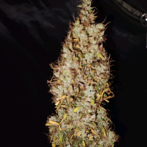 Cream Mandarine XL Auto growlog timeline photo
