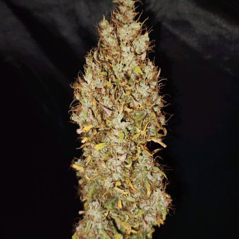 Cream Mandarine XL Auto growlog timeline photo