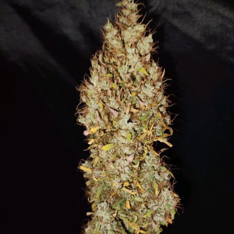 Cream Mandarine XL Auto growlog timeline photo