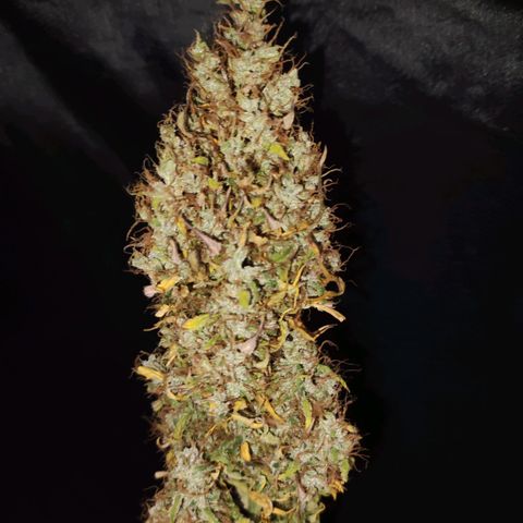 Cream Mandarine XL Auto growlog timeline photo