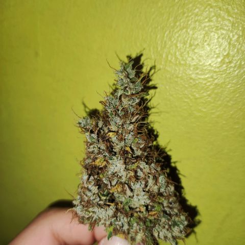 Cream Mandarine XL Auto growlog timeline photo