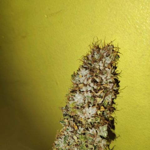 Cream Mandarine XL Auto growlog timeline photo