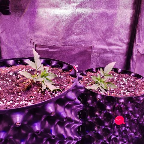 Gorilla Glue Auto growlog timeline photo
