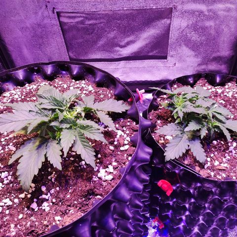 Gorilla Glue Auto growlog timeline photo