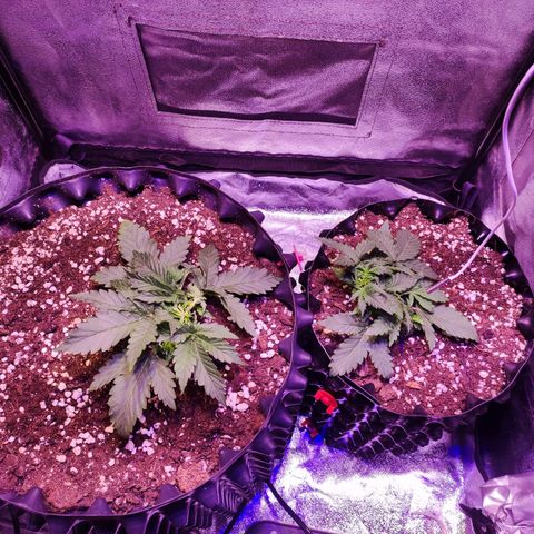 Gorilla Glue Auto growlog timeline photo